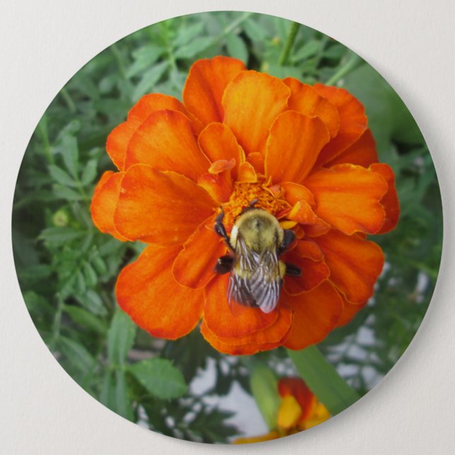 Orange Marigold Bee Flower 6 Inch Round Button (Front)