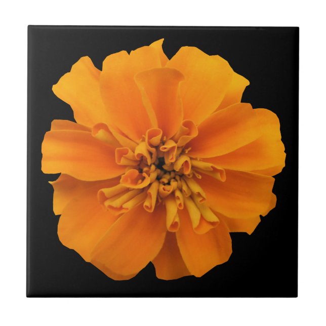 Orange Marigold Flower on Black Tile (Front)