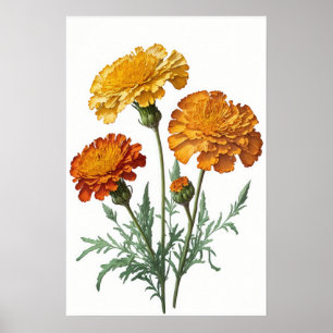 Orange Marigold Flowers Art Print Poster