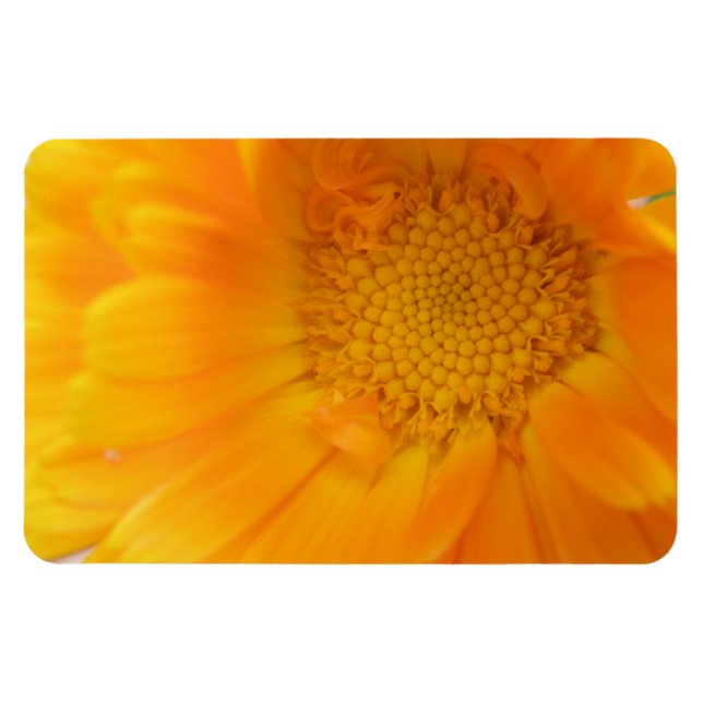 Orange Marigold Macro Premium Magnet (Horizontal)
