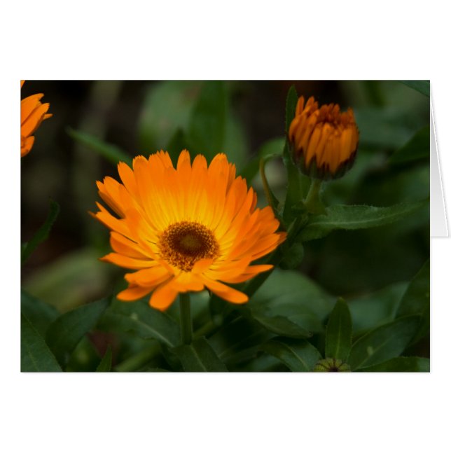 Orange Marigold | Orangefarbene Ringelblume (Front Horizontal)