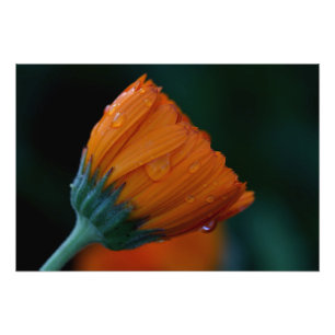 orange marigold photo print