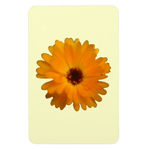 Orange Marigold Premium Magnet