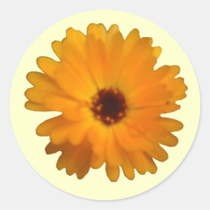 Orange Marigold Sticker