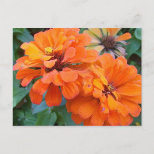 Orange Marigolds Postcard