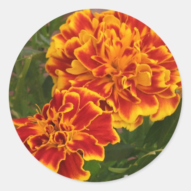Orange Marigolds Striking Garden Photo Classic Round Sticker (Front)