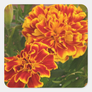 Orange Marigolds Striking Garden Photo Square Sticker