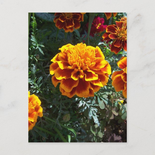 Orange Marigolds Vertical Postcard (Front)
