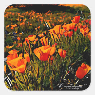 Orange Mexican Gold Poppies blooming in spring Square Sticker