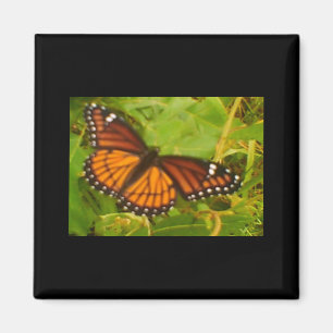 Orange Monarch Magnet