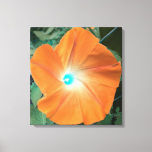 Orange Morning Glory wrapped canvas