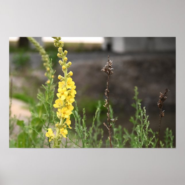 Orange Mullein Flowers Poster (Front)