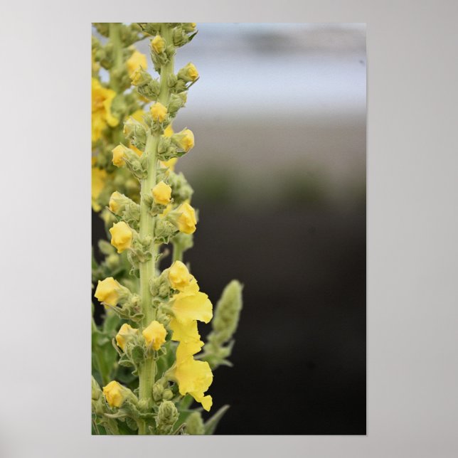 Orange Mullein Flowers Poster (Front)