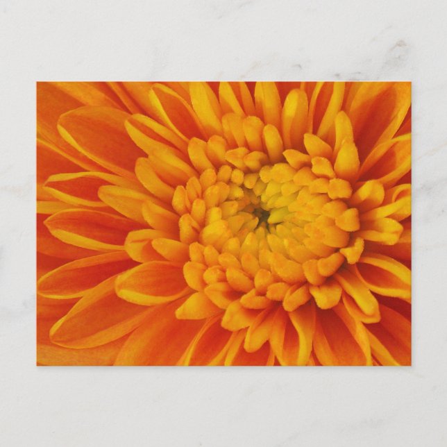 Orange Mum Fall Floral Photography Postcard (Front)