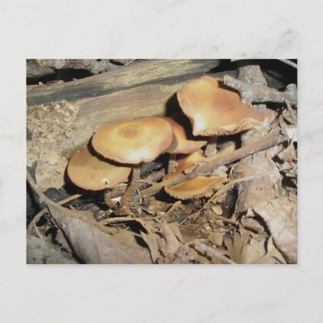 Orange Mushroom Group Postcard (Front)
