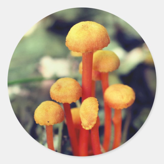 Orange Mushrooms Nature Classic Round Sticker (Front)