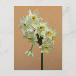 Orange Narcissus Postcard