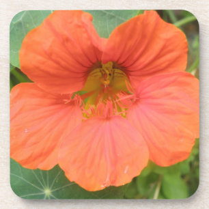 Orange Nasturtium Flower Cork Coaster