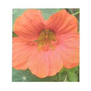 Orange Nasturtium Flower Notepad