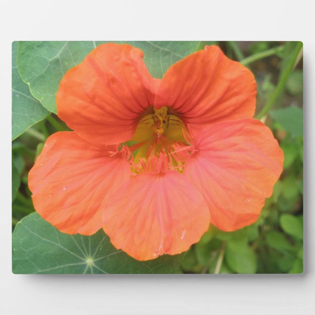 Orange Nasturtium Flower Plaque (Front)