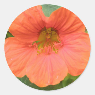 Orange Nasturtium Flower Stickers