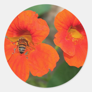 Orange Nasturtium flowers in bloom Classic Round Sticker