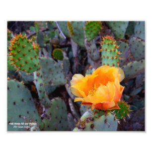 Orange opuntia prickly pear cactus blossom photo
