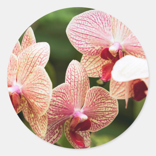 Orange Orchid Hybrid, South Africa Classic Round Sticker (Front)