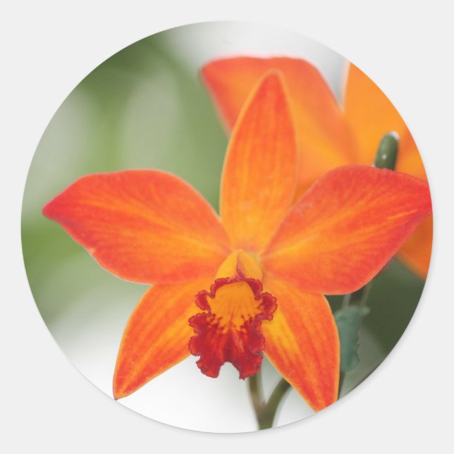 Orange Orchid Sticker (Front)