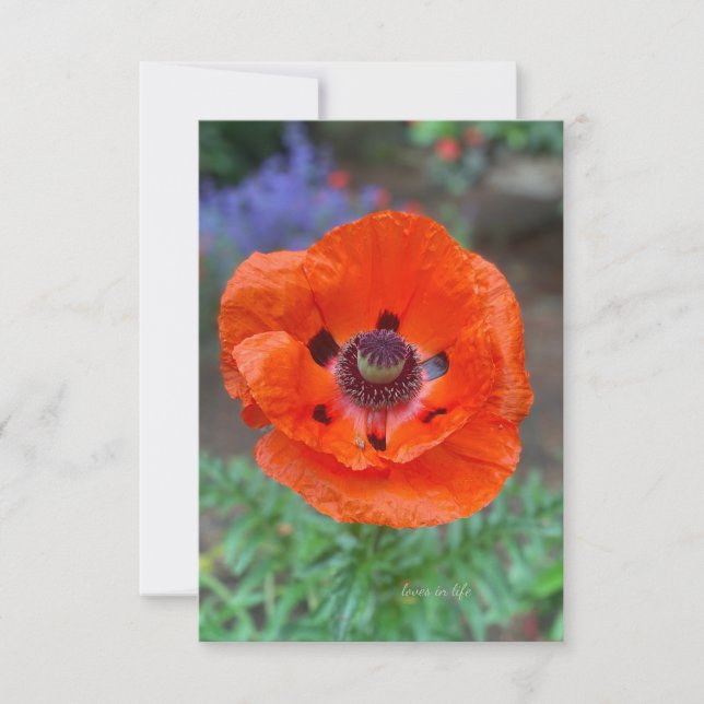 Orange Oriental Poppy & Lavender Flowers Card (Front)