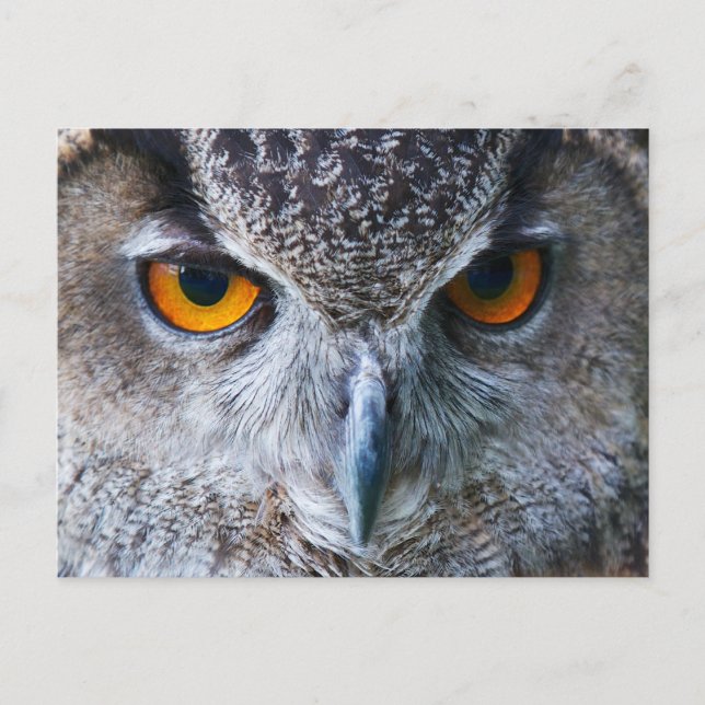 Orange Owl Eyes photography Postcard (Front)