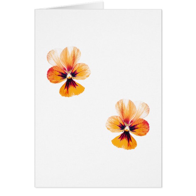 orange pansies (Front)