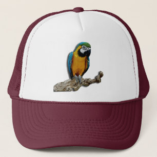Orange Parrot alone hat