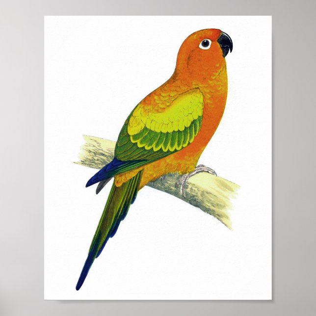 Orange Parrot No.10 Antique Bird Print (Front)