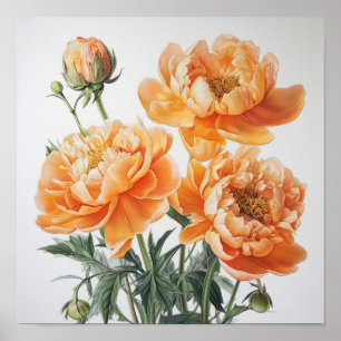 Orange Peonies Flower Art Imprimer Poster