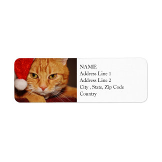 Orange Père Noël Kitty : Joyeux Noël du chat