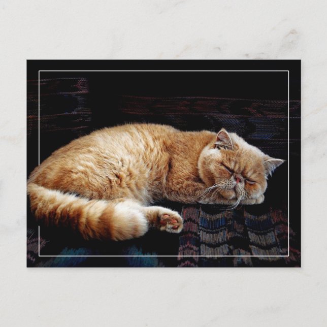 Orange Persian Cat sleeping Postcard (Front)