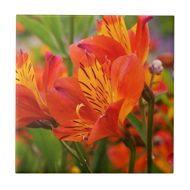 Orange Peruvian Lily Ceramic Tile (Front)