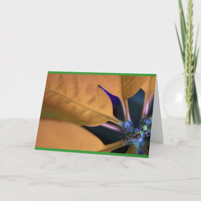 Orange poinsettia with Spanish text Holiday Card (Front)