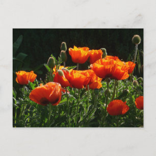 Orange Poppies Postcard
