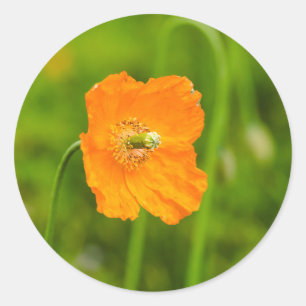 Orange Poppy Flower Nature Photo On Green Classic Round Sticker
