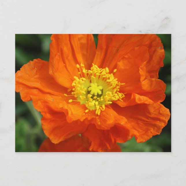 Orange Poppy Flower Postcard (Front)