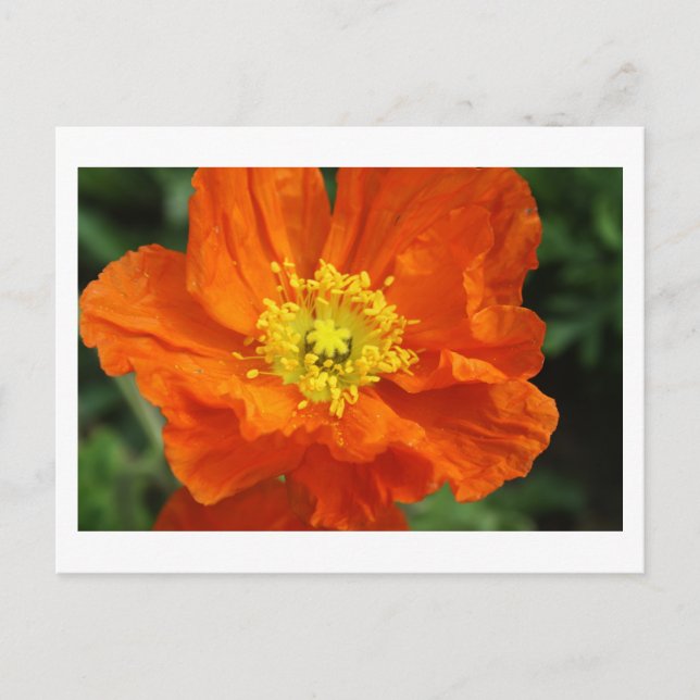 Orange Poppy Flower Postcards (Front)