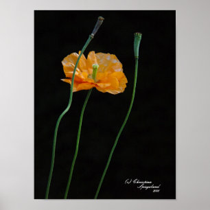 Orange Poppy Flower Poster