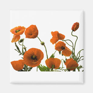 Orange Poppy Flowers Watercolor Floral Patterns Magnet