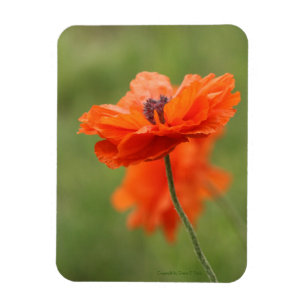 Orange Poppy Magnet