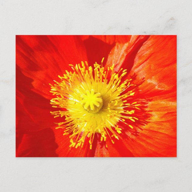 Orange Poppy Postcard
