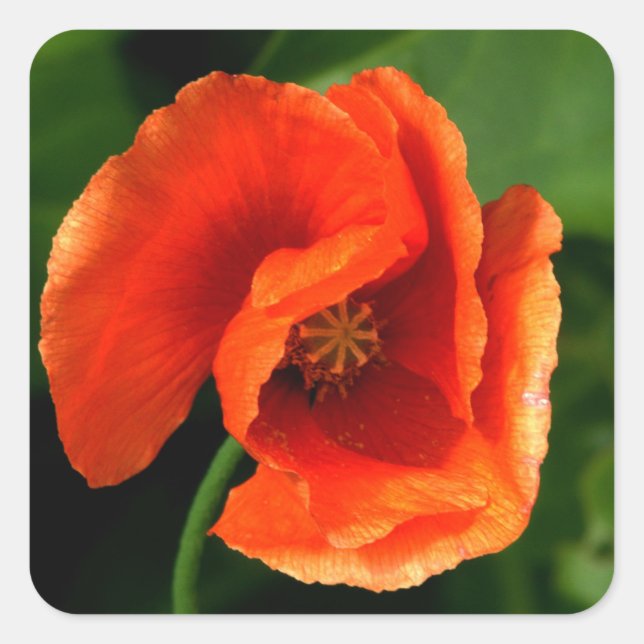 Orange Poppy Square Sticker (Front)