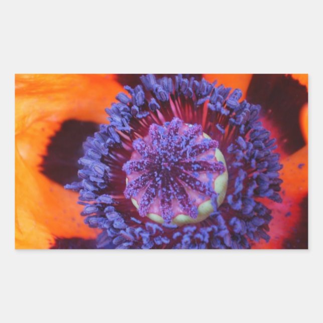 Orange Poppy Up Close Sticker (Front)