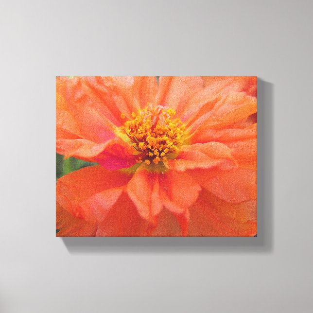 Orange Portulaca Canvas Print (Front)